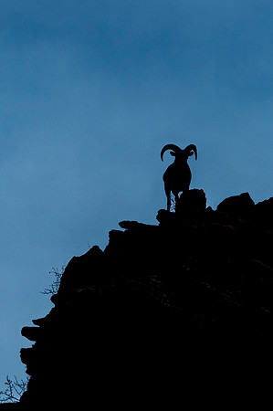 Bighorn_ram_Waterton_2017_8