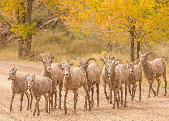 Bighorn_sheep_herd_Waterton_2017_11