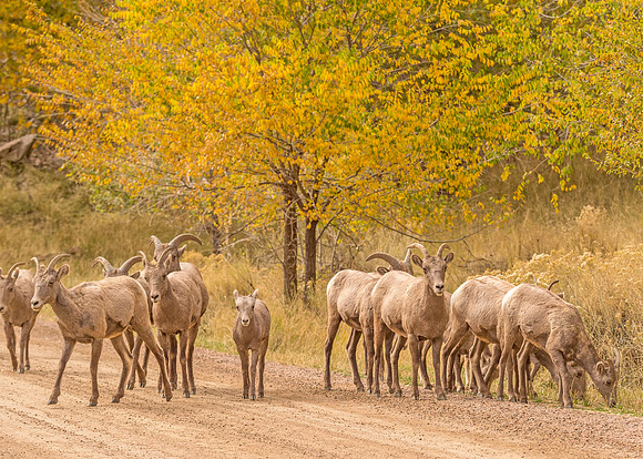 Bighorn_sheep_herd_Waterton_2017_12