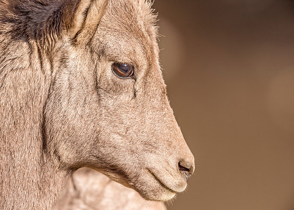 Bighorn_sheep_lamb_Waterton_2017_10