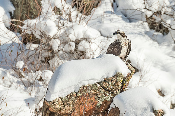 Osprey_Waterton_2019_1