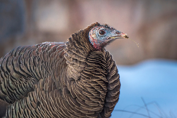 Wild_turkey_Waterton_2019_1