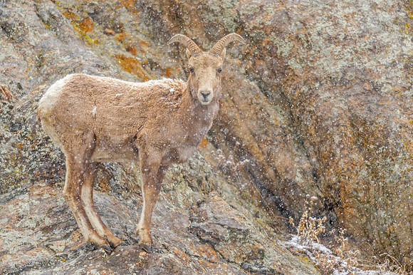 Bighorn_sheep_Dumont_2019_1
