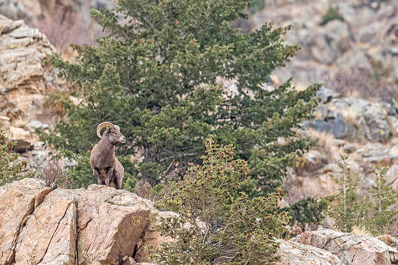 Bighorn_sheep_Georgetown, 2018_1