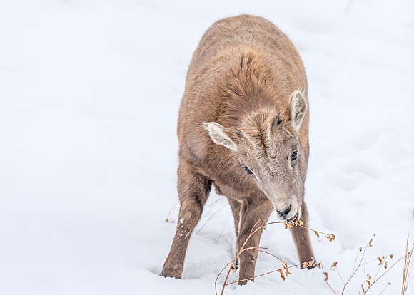 Bighorn_sheep_lamb_Georgetown_2013_12