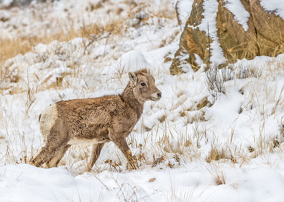 Bighorn_sheep_lamb_Georgetown_2013_10