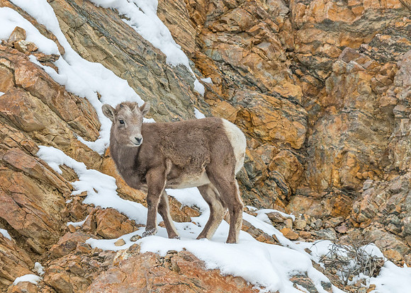 Bighorn_sheep_lamb_Georgetown_2013_11