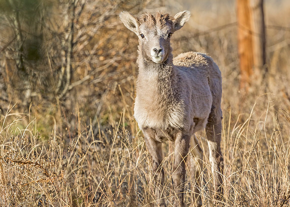 Bighorn_sheep_lamb_Georgetown_2013_13