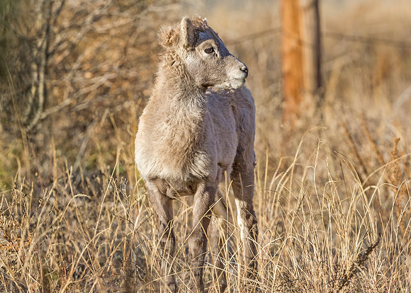 Bighorn_sheep_lamb_Georgetown_2013_14