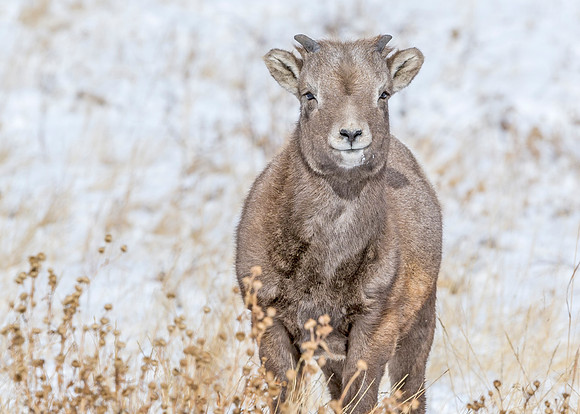 Bighorn_sheep_lamb_Georgetown_2013_15