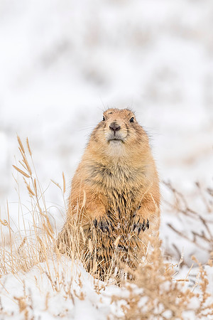Black-tailed_prairie_dog_RMANWR_2018_1