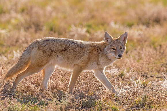 Coyote_RMANWR_2018_1