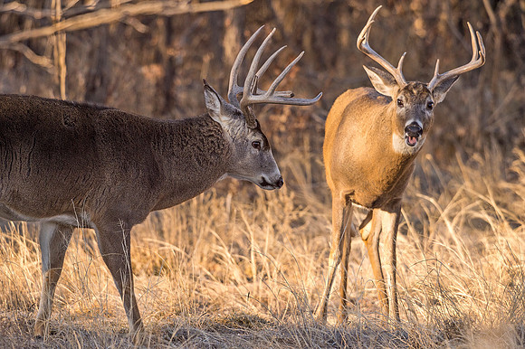 Deer_RMANWR_2018_1
