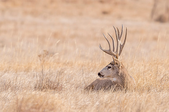 Mule_deer_buck_RMANWR_2017_13