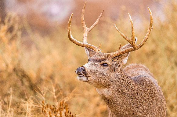 Mule_deer_RMANWR_2019_1