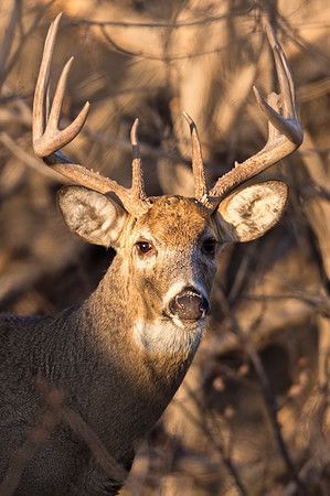 White-tailed_deer_buck_RMANWR_2018_1