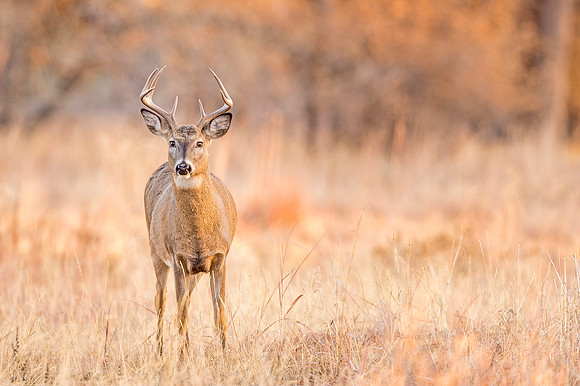 White-tailed_deer_RMANWR_2019_1
