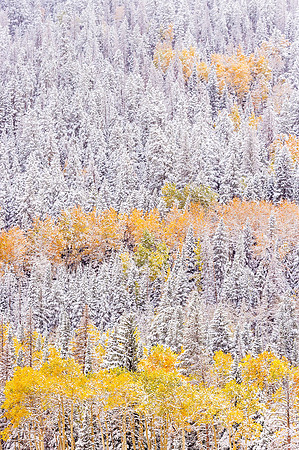 Aspens_and_pine_RMNP_2018_1