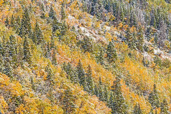 Fall_forest_and_snow_RMNP_2017_2