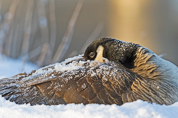 Canada_goose_4