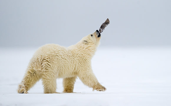 Polar_bear_25
