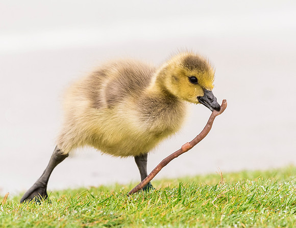 Gosling_Sloans_2015_2