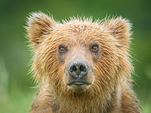 Brown_bear_Katmai_2013_20