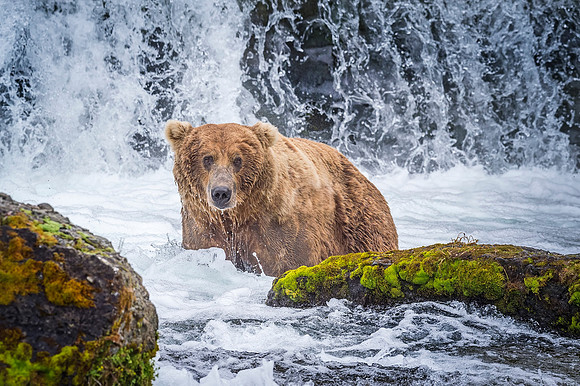 Brown_bear_Katmai_2015_25