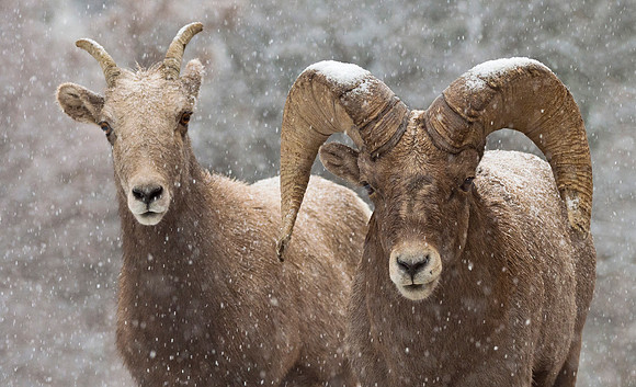 Bighorn_Pair_151