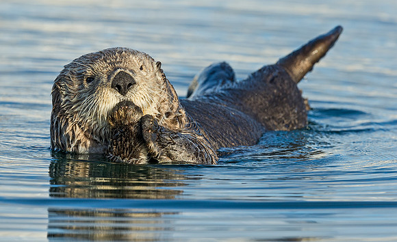Sea_otter_3