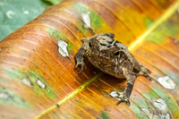Crested_forest_toad_Peru_1