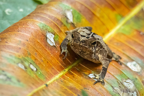 Crested_forest_toad_Peru_1