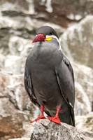 Inca_tern_Peru_2024_1