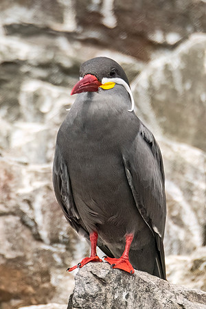 Inca_tern_Peru_2024_1