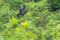 Great_black_hawk_Peru_2024_1