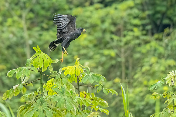 Great_black_hawk_Peru_2024_1