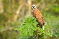 Black-collared_hawk_Peru_2024_1