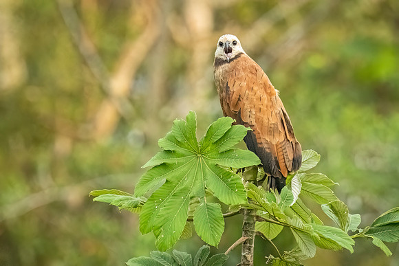 Black-collared_hawk_Peru_2024_1