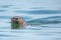 Marine_otter_Peru_2024_1