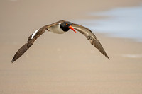 American_oystercatcher_Peru_2024_1