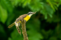 Lesser_kiskadee_Peru_2024_1