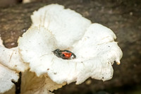 Orange_back_dart_frog_Peru_2024_1