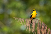 Oriole_blackbird_Peru_2024_1
