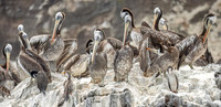 Peruvian_pelican_Peru_2024_1