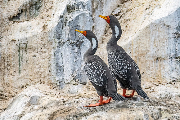 Red-legged_cormorant_Peru_2024_1