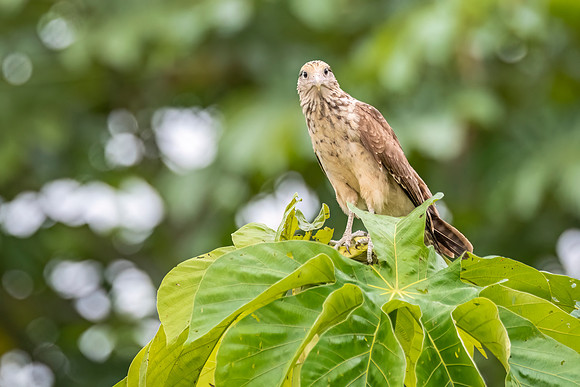 Yellow-headed_Caracara_Peru_2024_1