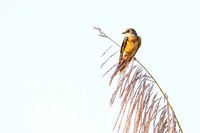 Barn_swallow_Peru_2024_1
