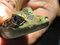 Baby Cayman