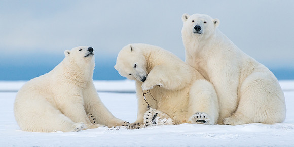 Polar_bear_5