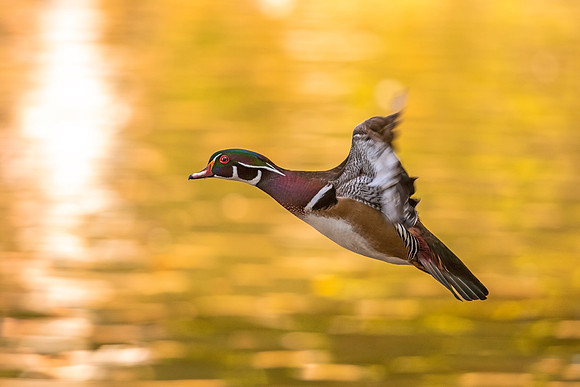 Wood_duck_Pueblo_2021_3